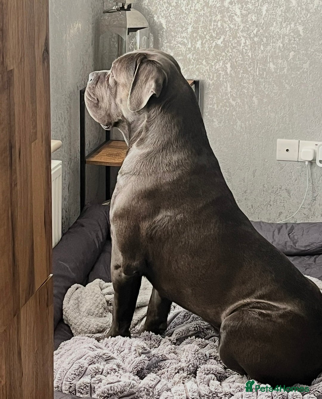Cane Corso dogs for sale: Biff the Cane Corso gentle giant  - Advert 5