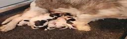 Basset Griffon Vendeen dogs for sale: Griffon grand bassets  - Advert 19