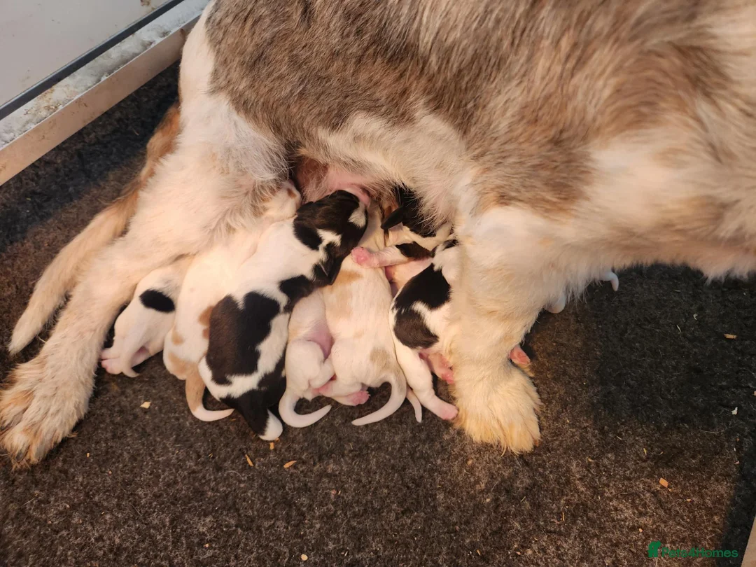 Basset Griffon Vendeen dogs for sale: Griffon grand bassets  - Advert 19