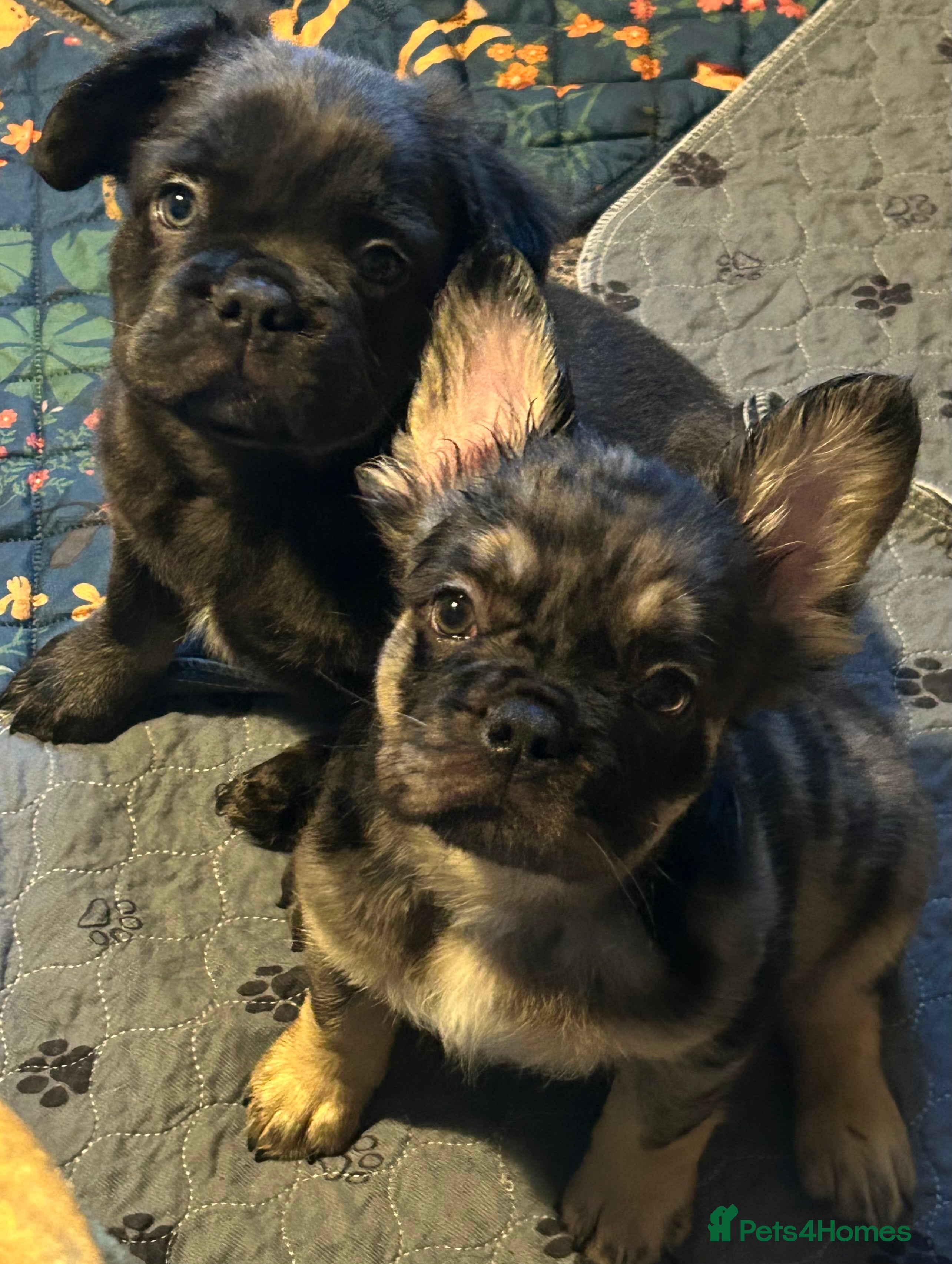 French Bulldog dogs Ready now, 2 boys 🐾🔥Fluffy French bulldogs 🔥🐾 - Advert 9