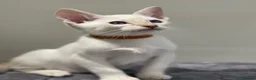 Siamese cats for sale: GCCF Registered Traditional Siamese Kittens.  - Advert 6