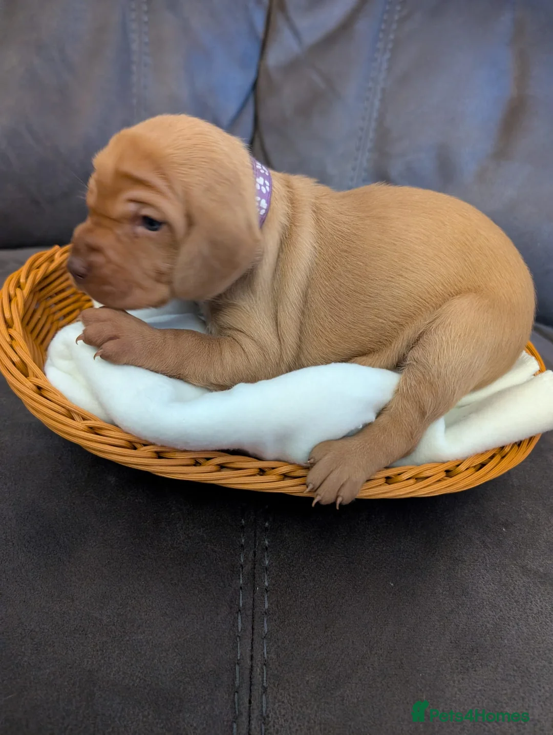 Hungarian Vizsla dogs for sale: Beautiful KC Registered Hungarian Viszla Puppies - Advert 17