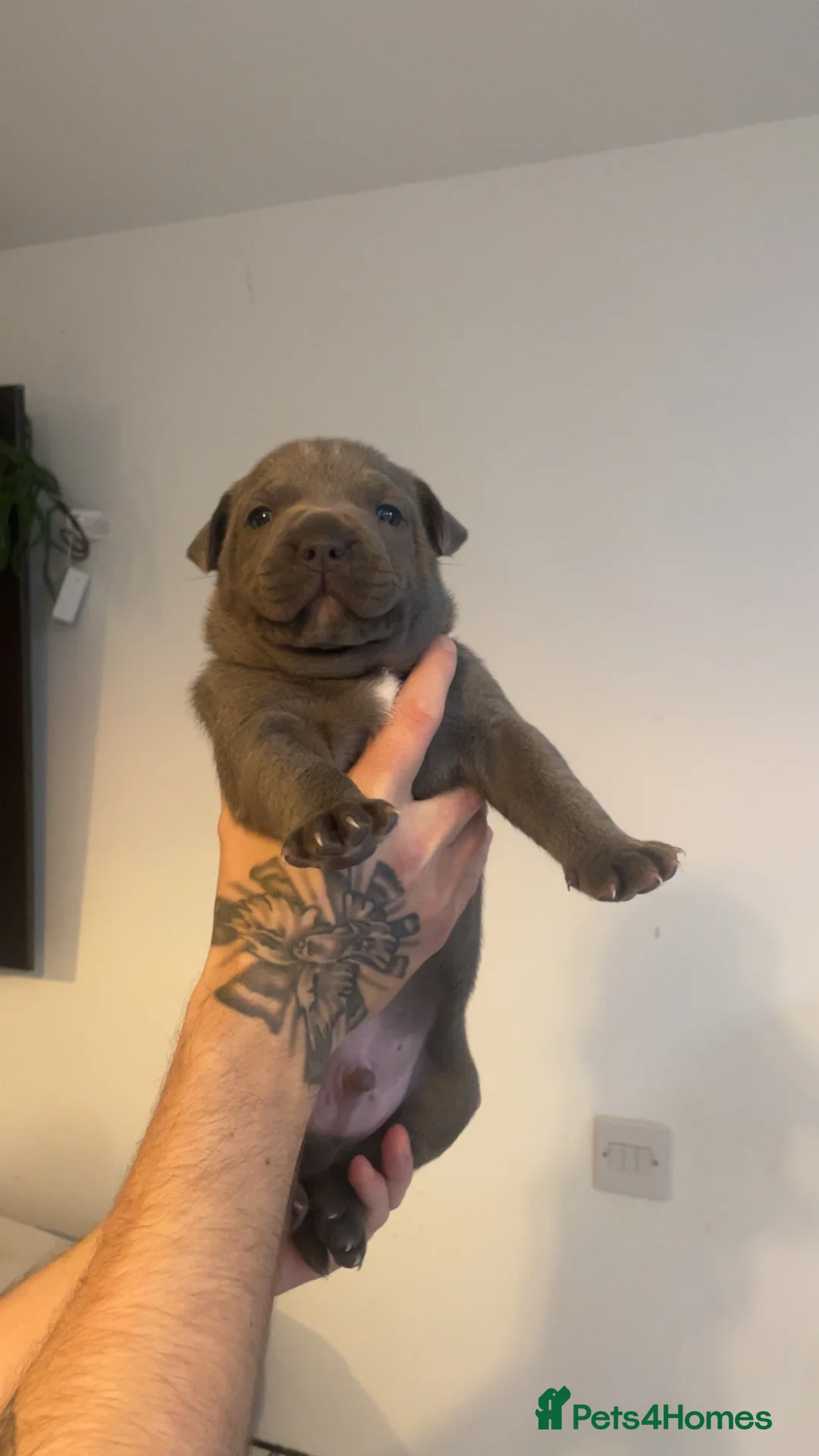 Staffordshire Bull Terrier dogs for sale: Blue staffie puppies   - Advert 30