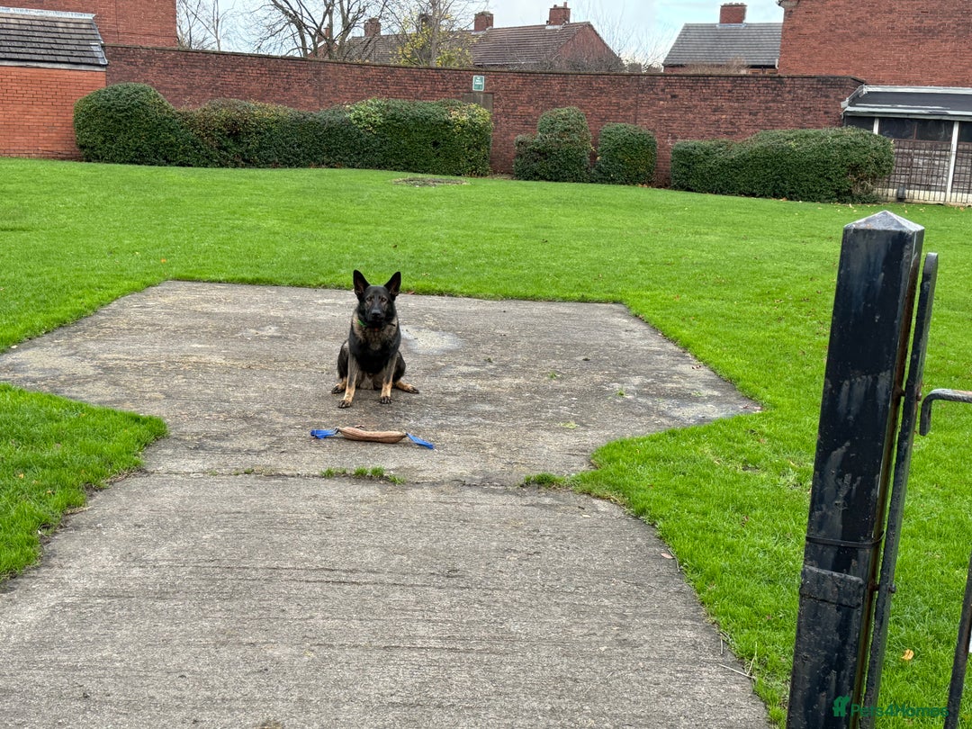 German Shepherd dogs for sale: Working Line German shepherd Dog - Advert 4