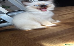 Ragdoll cats for sale: Gorgeous ragdoll boys - Image 2