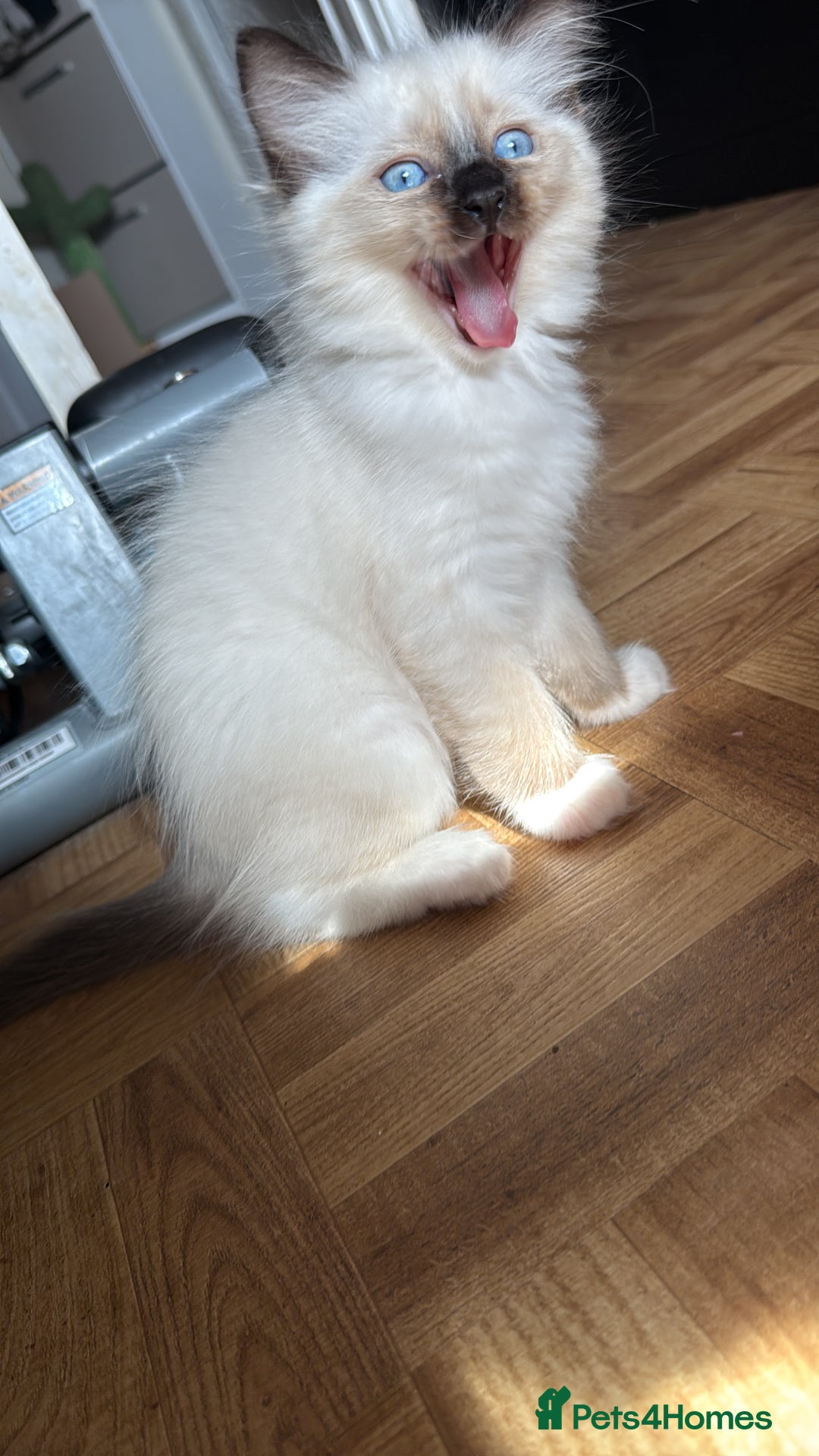 Ragdoll cats for sale: Gorgeous ragdoll boys - Image 2