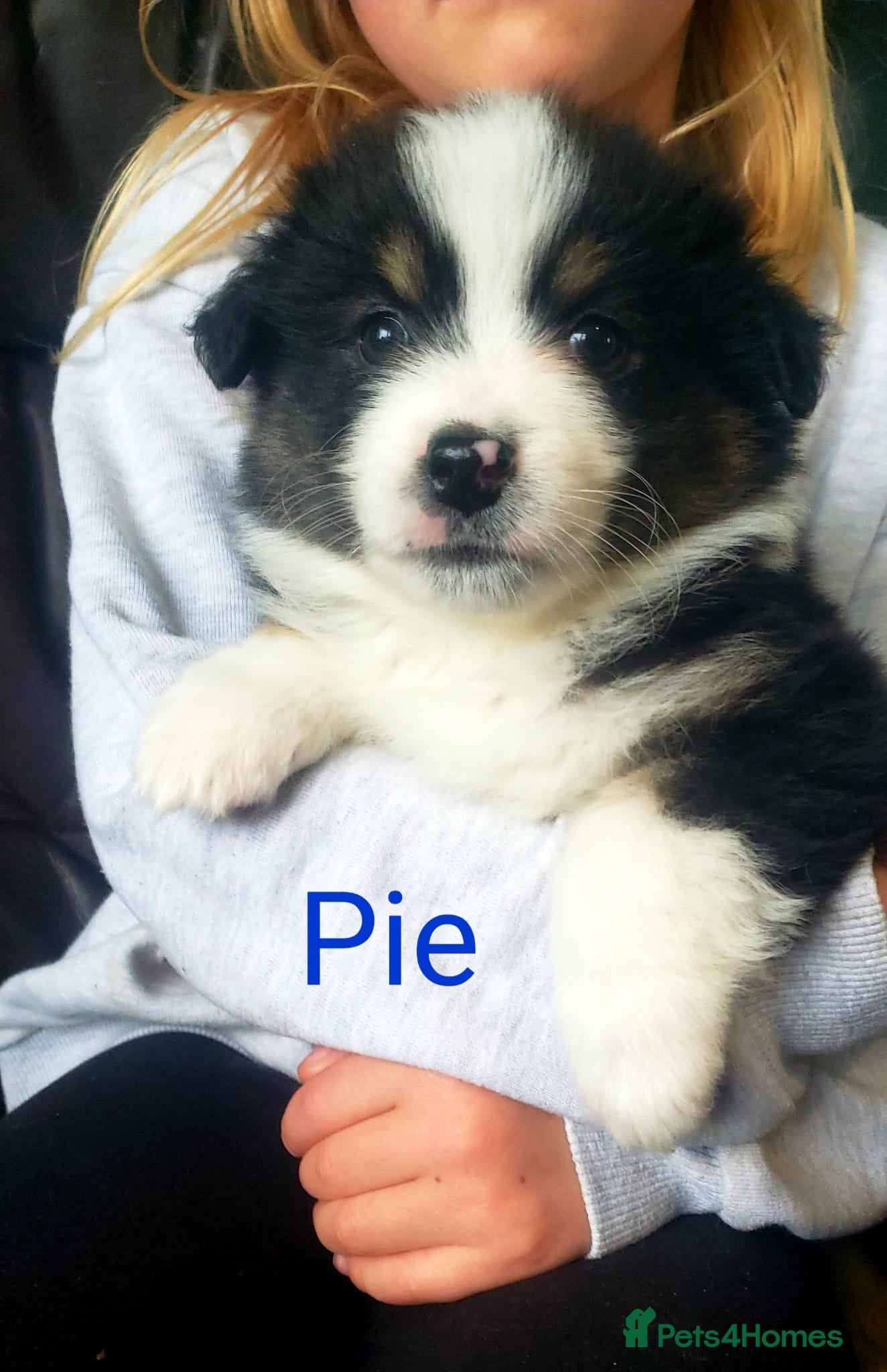 Australian Shepherd dogs for sale: Australian Shepherd Pups Available Now - Advert 14