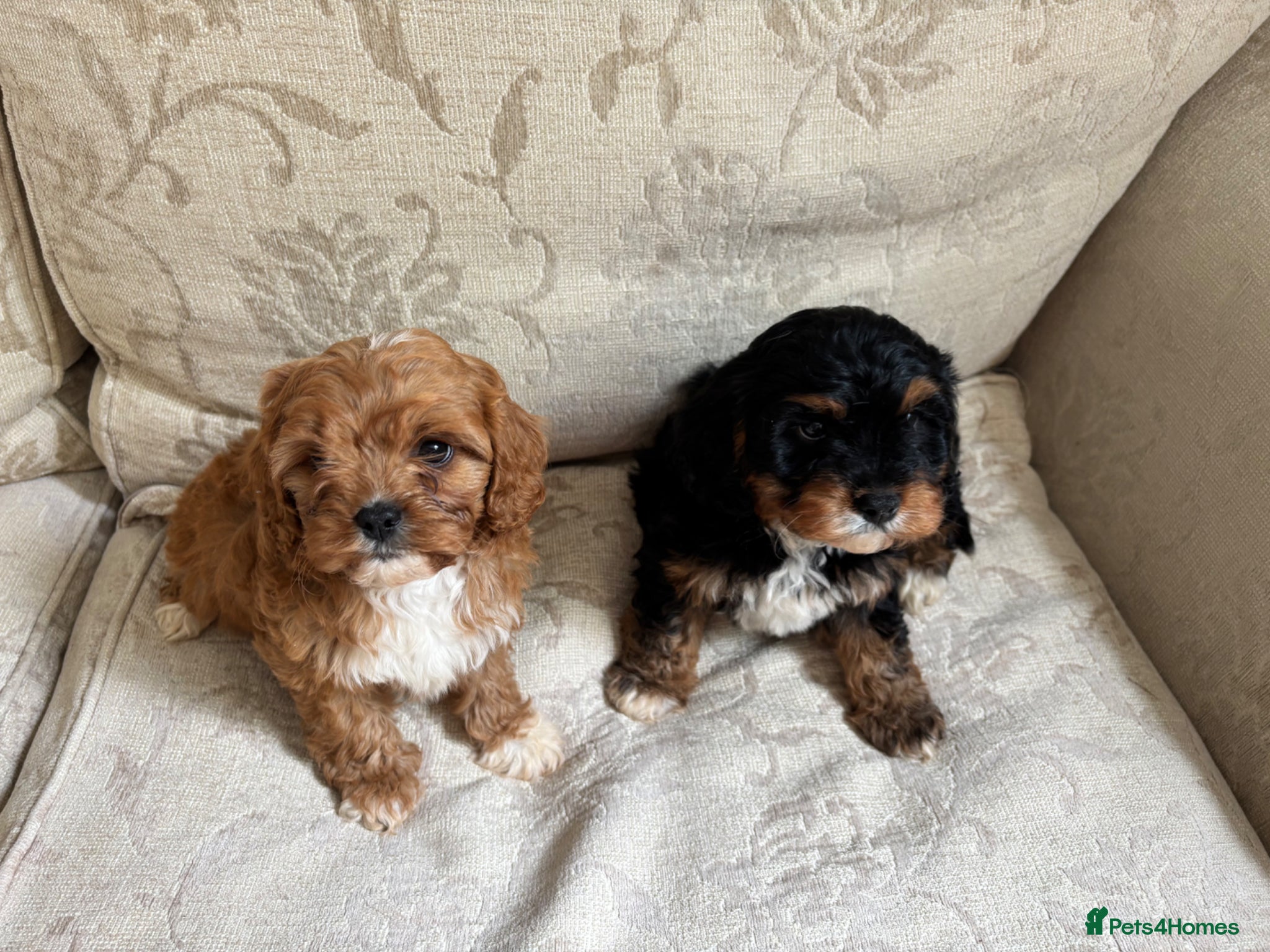 Cavapoo dogs Cavapoo (Girls) - Advert 16