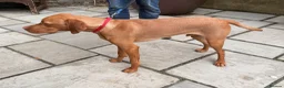 Hungarian Vizsla dogs for sale: KC Reg Hungarian Viszla House Trained Older Pup in Swansea - Advert 4