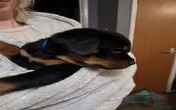 Rottweiler dogs for sale: rottweiler puppies - Image 4