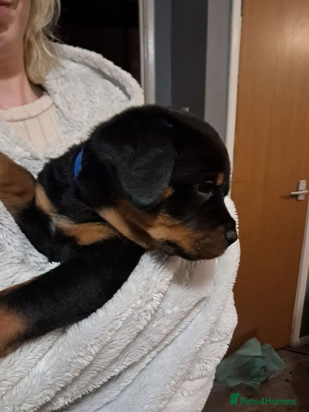 Rottweiler dogs for sale: rottweiler puppies - Image 4