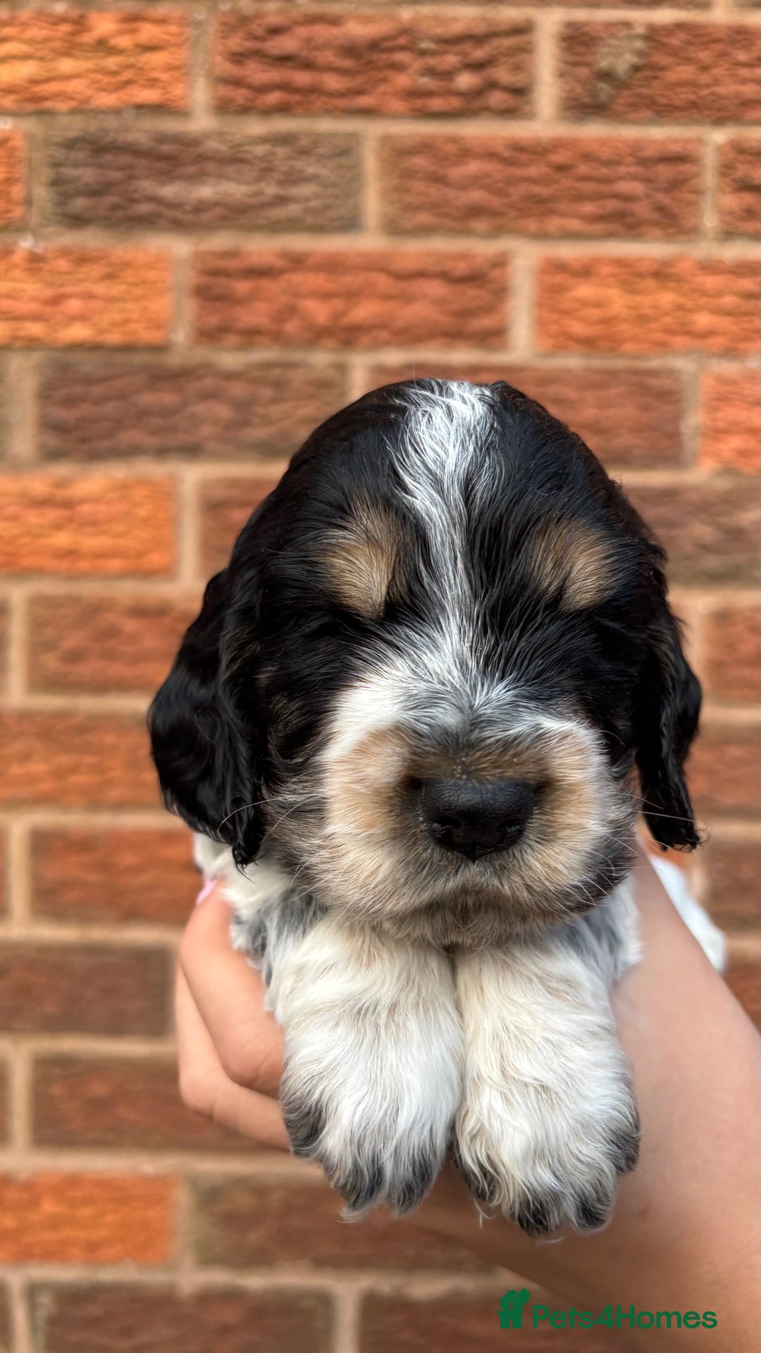 Cocker Spaniel dogs for sale: KC Reg Show Cocker Rizi Bizi bloodline Puppies - Image 19