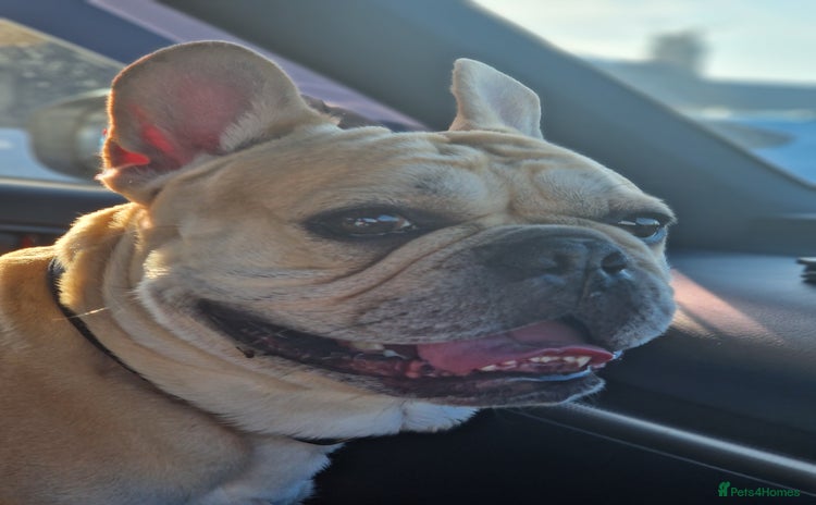 French Bulldog dogs - Advert 1