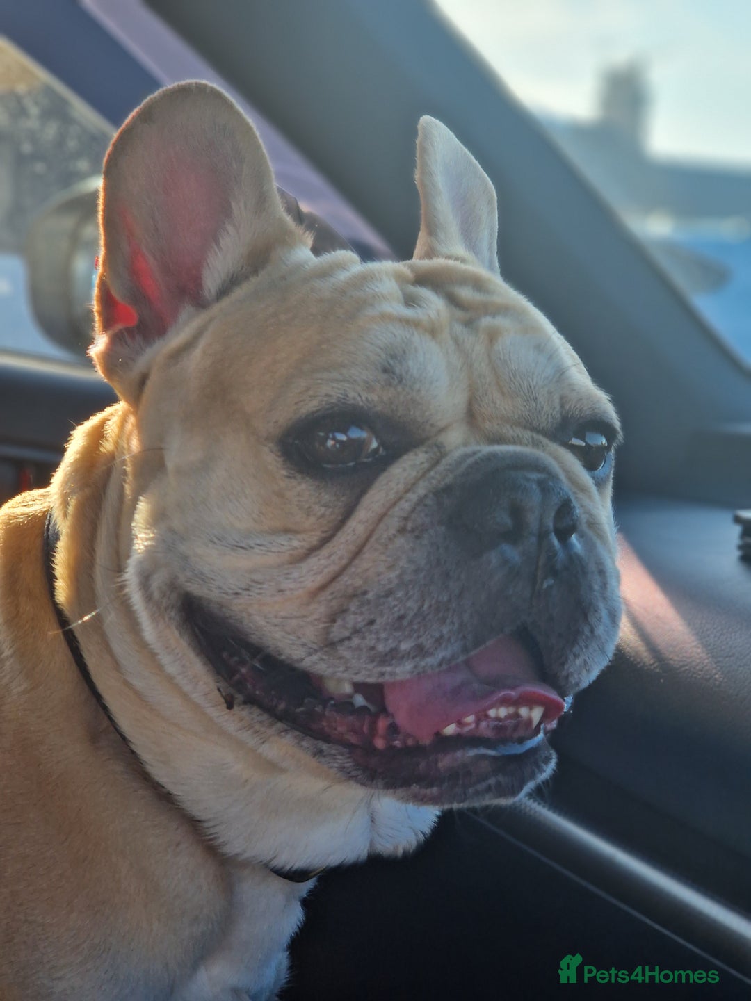 French Bulldog dogs for stud: Rocko - Image 1