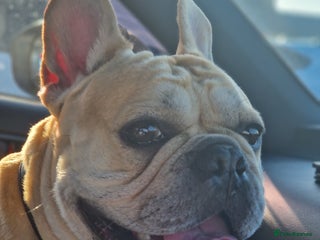 French Bulldog dogs - Advert 8