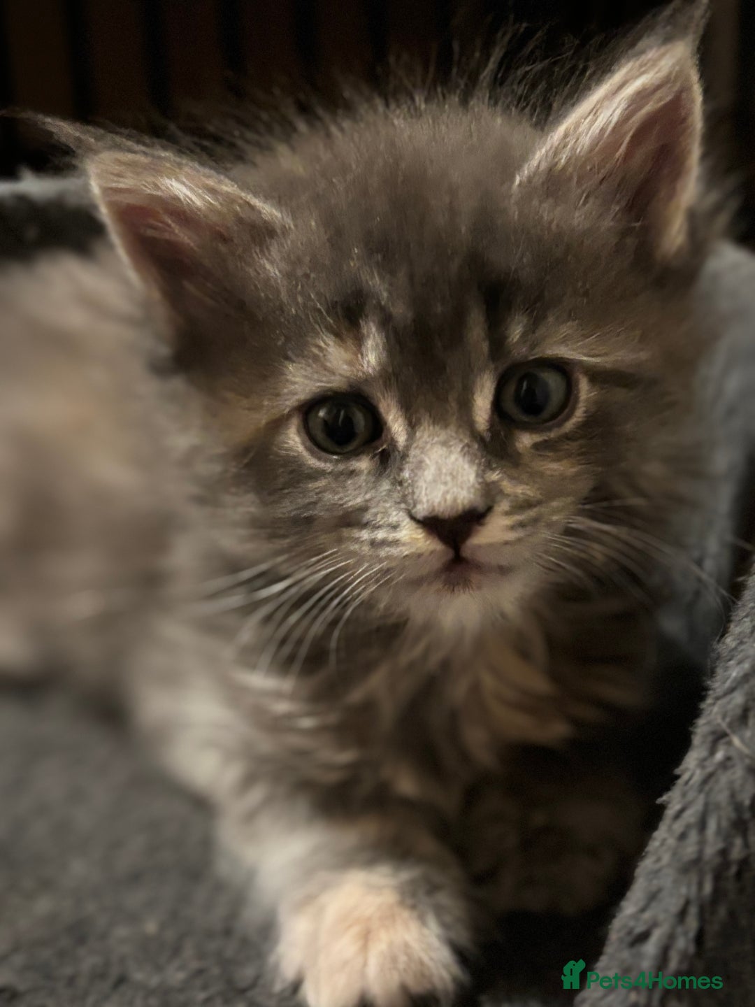 Maine Coon cats for sale: Beautiful Pedigree Main Coon Kittens - Advert 25