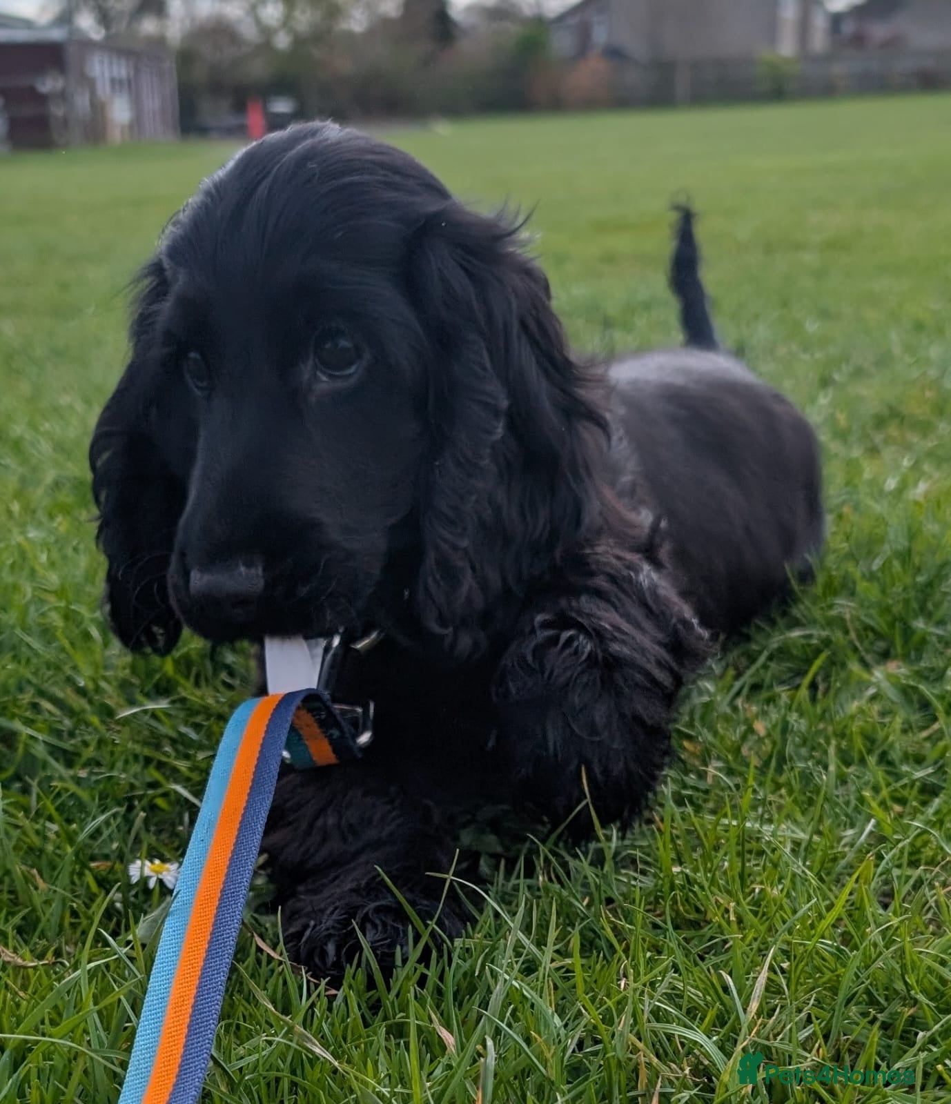 Cocker Spaniel dogs KC Male Health Tested Show Cocker Spaniel Pup - Advert 14