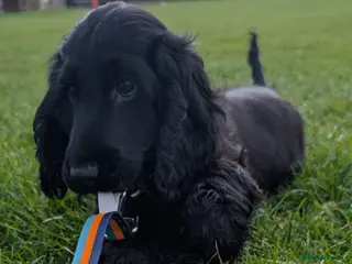 Cocker Spaniel dogs KC Male Health Tested Show Cocker Spaniel Pup - Advert 5