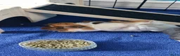 Guinea Pig rodents for sale: Beautiful funky guinea pigs - Advert 10