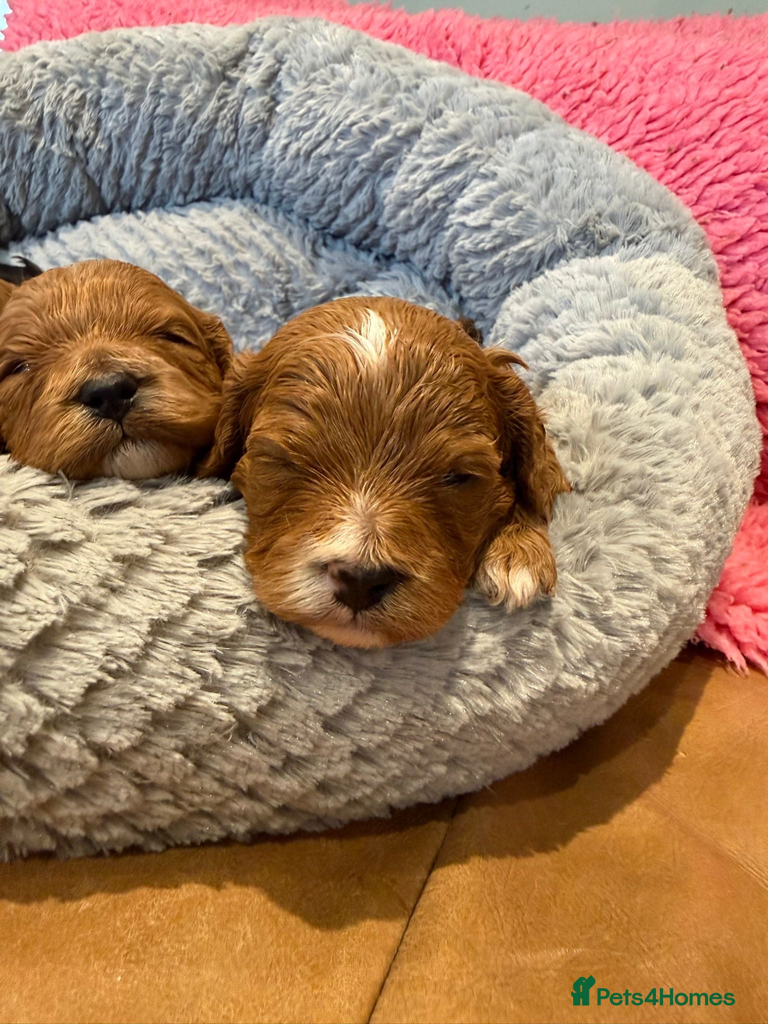 Cavapoo dogs F1 cavapoo 4 girls 1 boy health tested - Advert 1