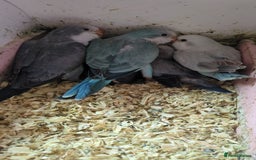 Parakeets birds for sale: Tamed hand reared baby Quaker parrots DNA tested  - Image 20