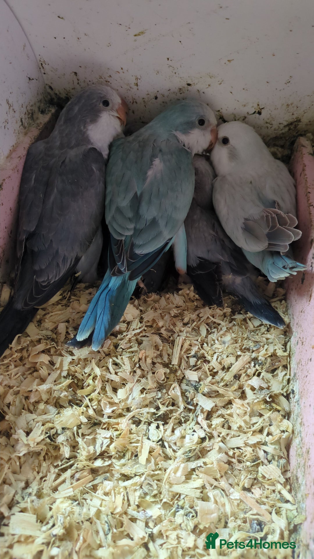 Parakeets birds for sale: Tamed hand reared baby Quaker parrots DNA tested  - Image 20