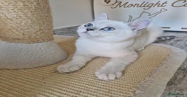 Scottish Fold cats - Advert 4