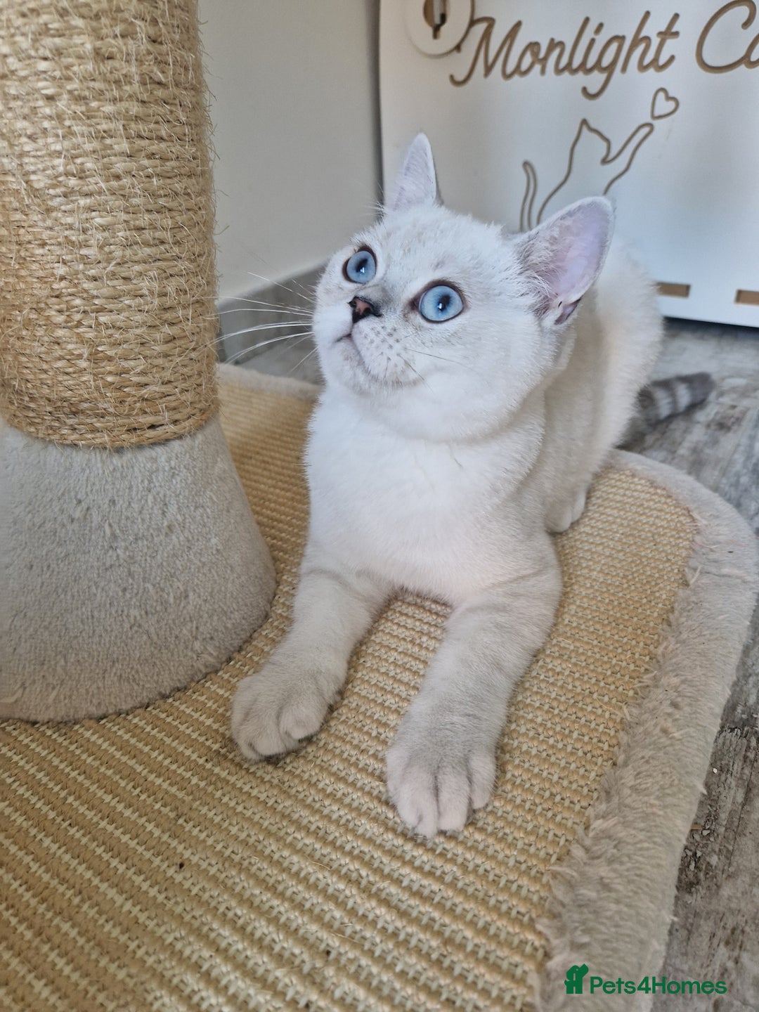 Scottish Fold cats for sale: Schotish straith and fold kittens😻 - Image 2