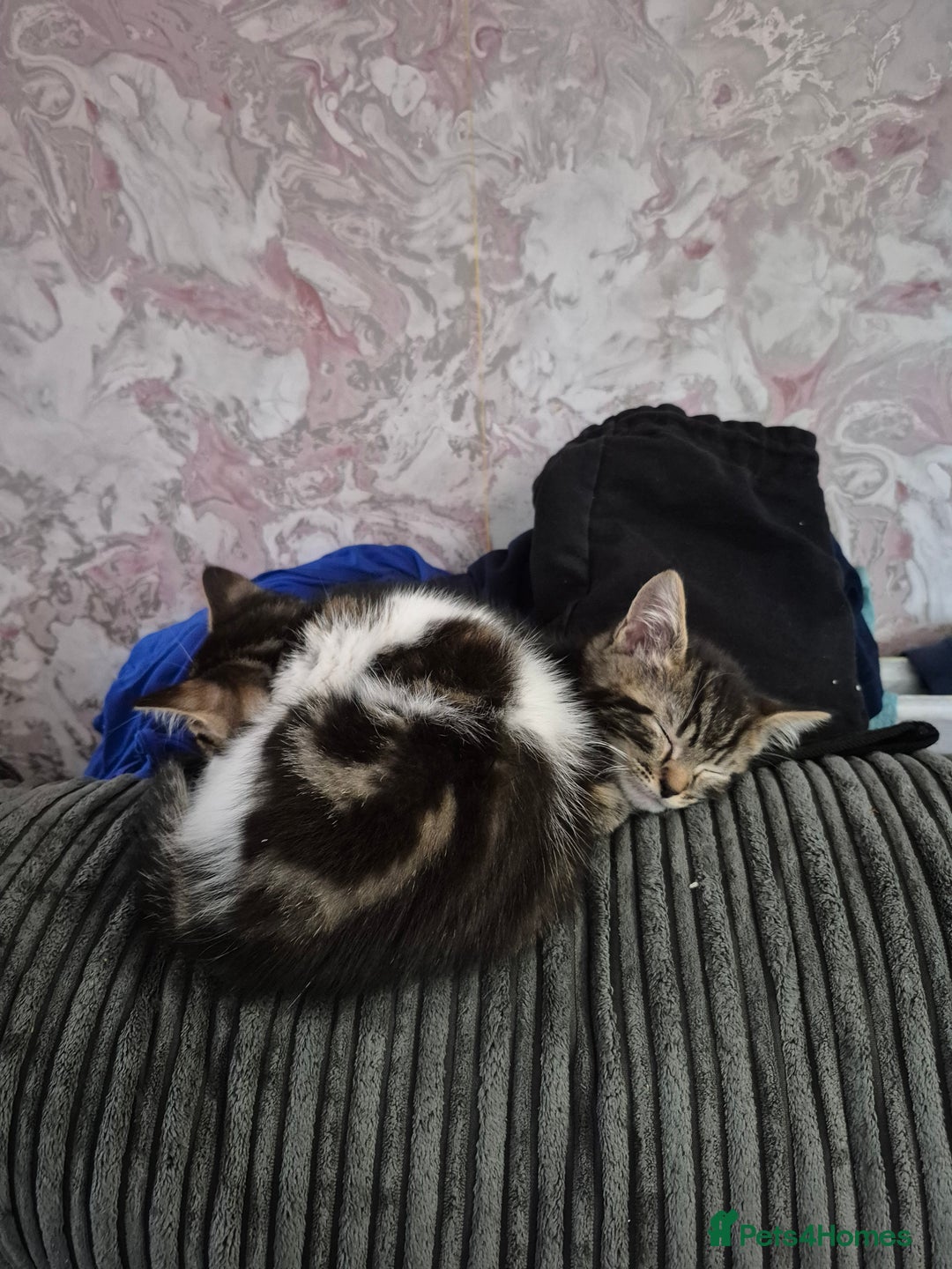 Maine Coon cats for sale: 💥💥 reduced 1 male left Mainecoon x domestic💥💥  - Advert 14