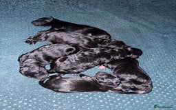 German Shepherd dogs for sale: German Shepherd Cross Dutch Shepherd Puppies  - Image 5