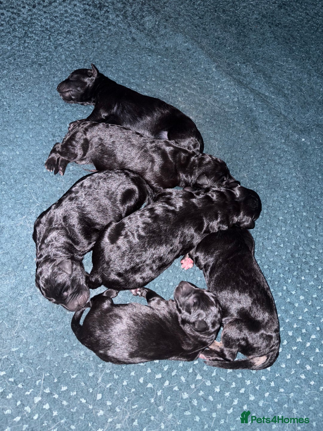 German Shepherd dogs for sale: German Shepherd Cross Dutch Shepherd Puppies  - Image 5
