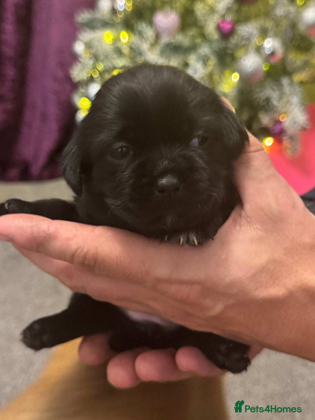 Mixed Breed dogs for sale: Beautiful pups looking for their forever home! - Advert 28