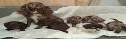 Cockapoo dogs for sale: F1 Cockapoo Puppies  in Seaham - Advert 3