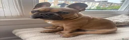 French Bulldog dogs for stud: KC Registered Blue Fawn French Bulldog Stud - Advert 12