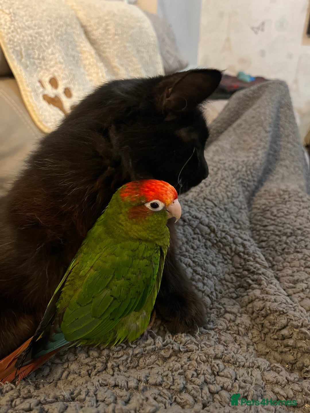 Conures birds for sale: Rose Crowned Conure ‘hand reared’  - Advert 3