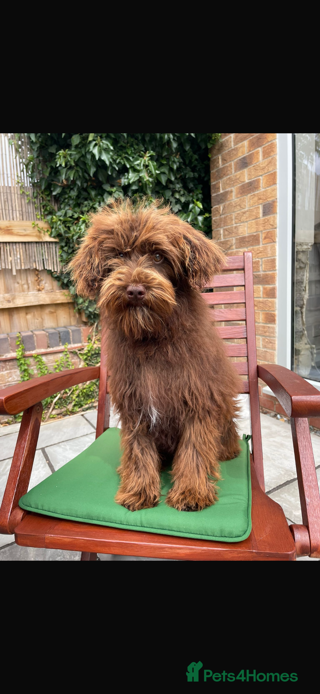 Maltipoo dogs for sale: Gorgeous maltipoo cross cavapoo chocolate   - Advert 3