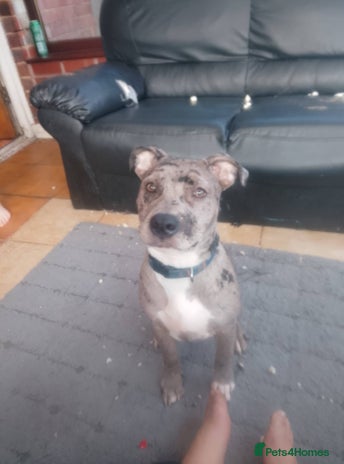 Mixed Breed dogs - Advert 1