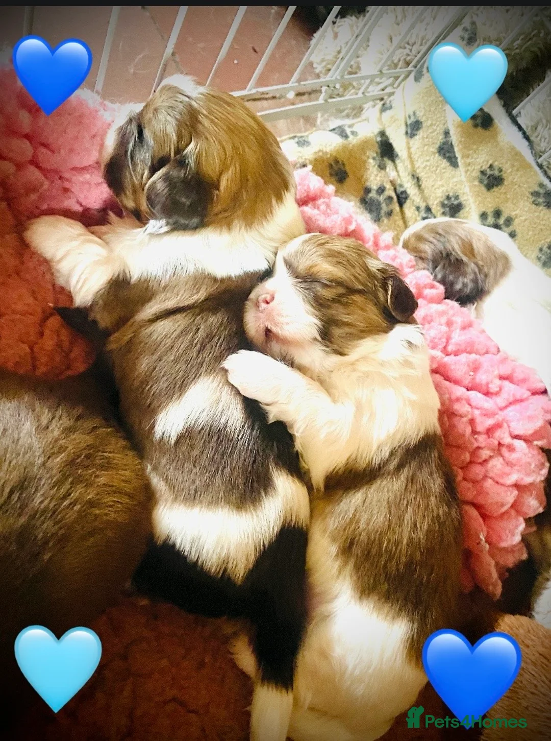 Shih Tzu dogs for sale: 🌟STUNNING SHIH TZU BOYS ~ READY MARCH 22nd🌟 - Advert 1