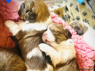 Shih Tzu dogs 🌟STUNNING SHIH TZU BOYS ~ READY MARCH 22nd🌟 - Advert 2