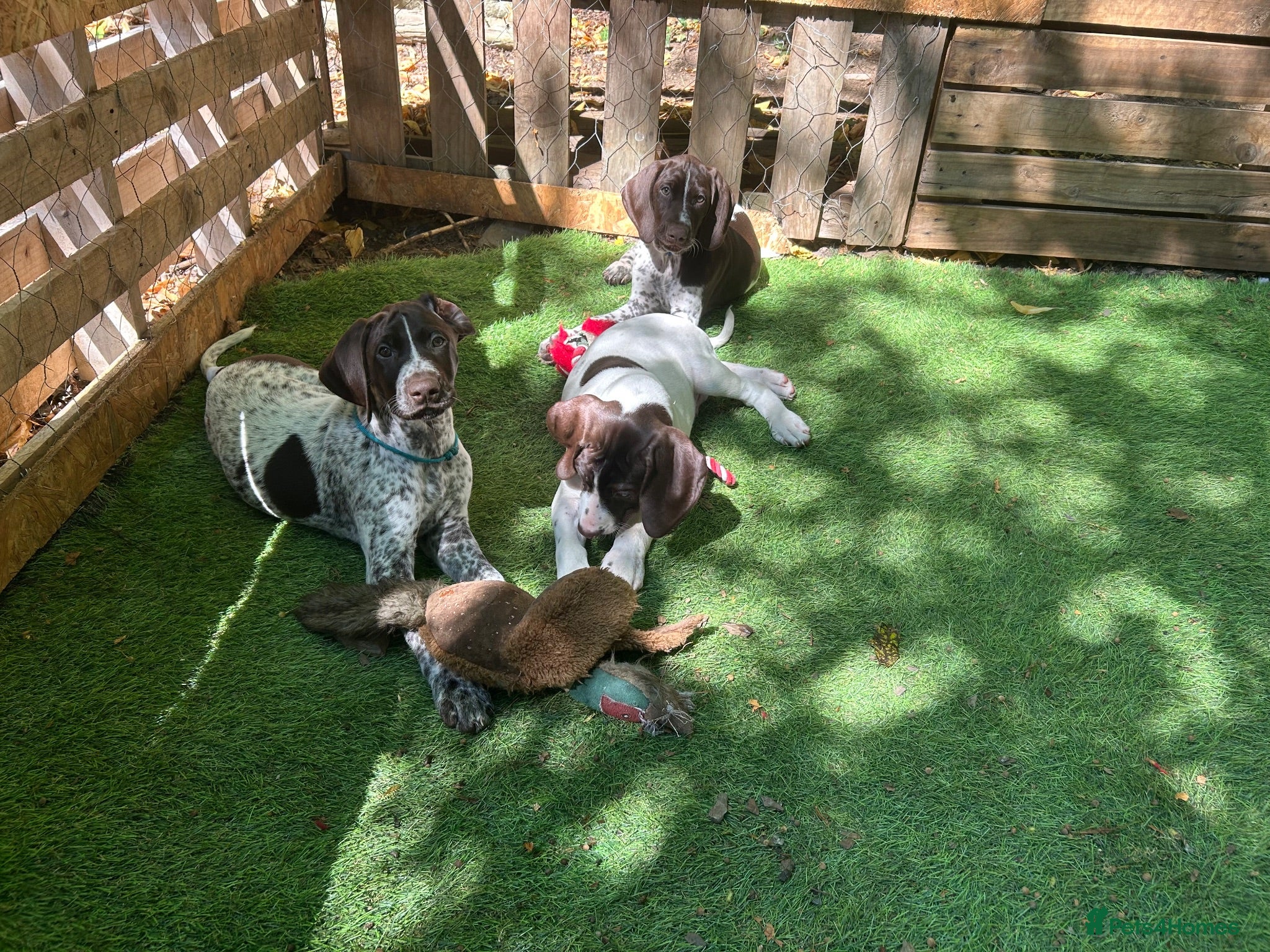 German Shorthaired Pointer dogs KC Ready to Leave (3 BOYS LEFT) GSP puppies  - Advert 1
