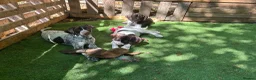 German Shorthaired Pointer dogs for sale: KC Ready to Leave (3 BOYS LEFT) GSP puppies  - Advert 2