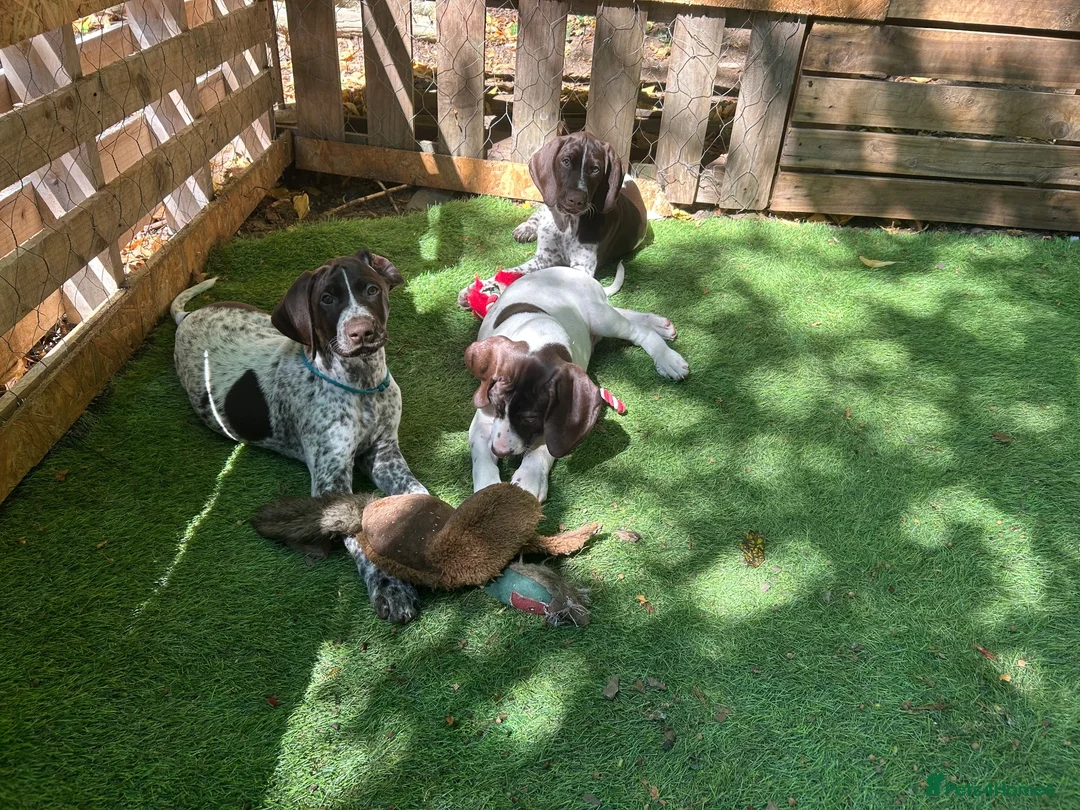 German Shorthaired Pointer dogs for sale: KC Ready to Leave (3 BOYS LEFT) GSP puppies  - Advert 2
