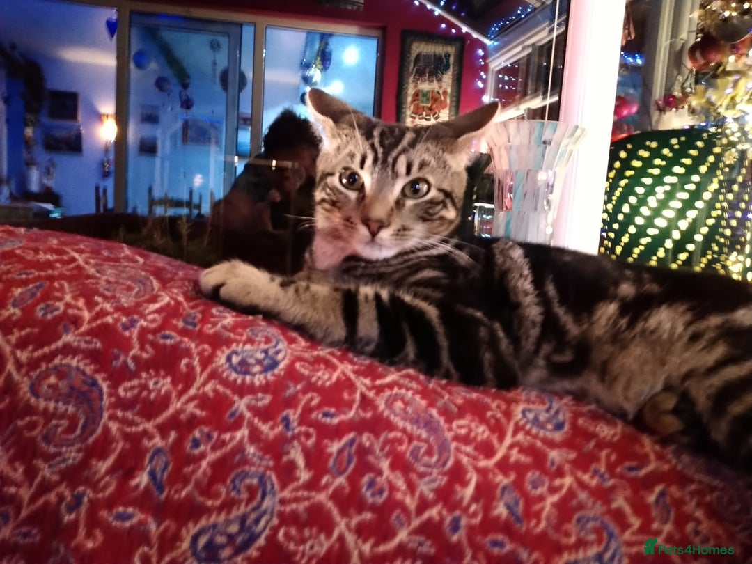 Mixed Breed cats for sale: Tabby FREE to good home  - Image 2