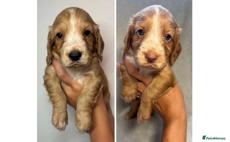 Cocker Spaniel dogs - Advert 8