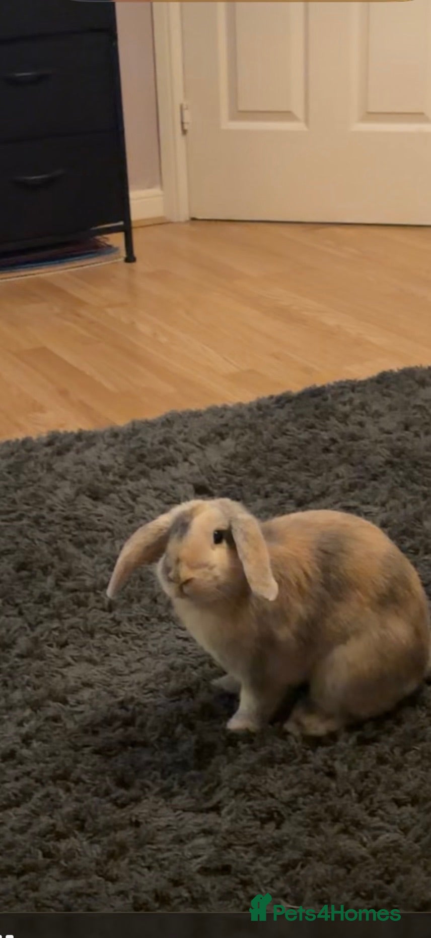 Mini Lop rabbits Holland lop  - Advert 1