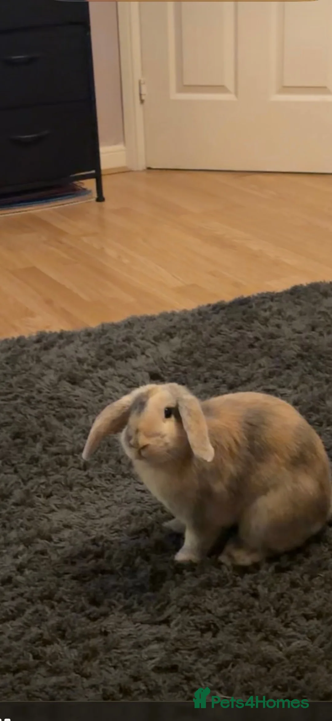 Mini Lop rabbits for sale: Holland lop  - Advert 1
