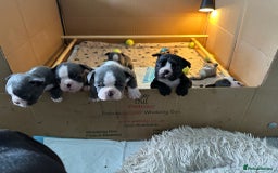 Boston Terrier dogs for sale: Exceptional Blue Boston Terrier Puppies 💙🐾 - Image 23