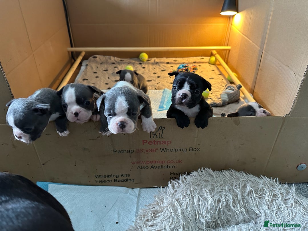 Boston Terrier dogs for sale: Exceptional Blue Boston Terrier Puppies 💙🐾 - Image 23