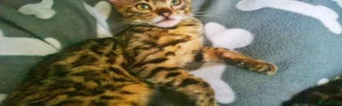 Mixed Breed 3