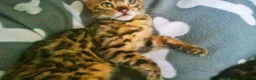 Mixed Breed cats for sale: Cute and Playful Kittens - Advert 19